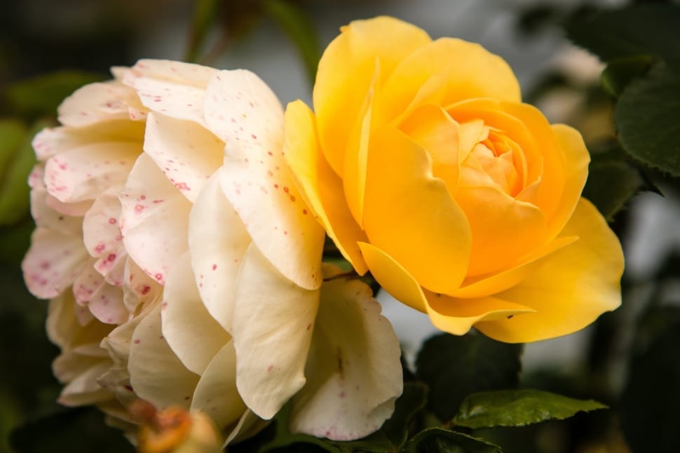 yellow and white roses preview