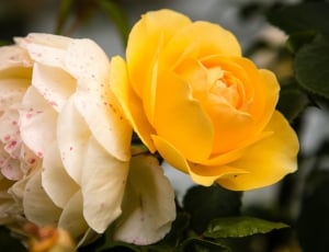 yellow and white roses thumbnail