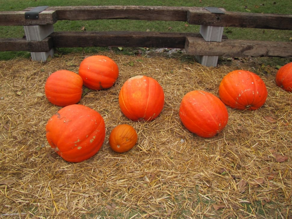orange pumpkins near brown wooden fence preview