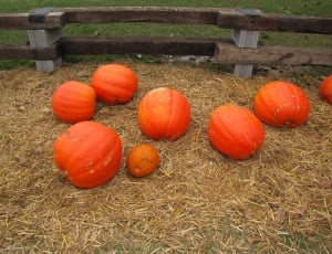 orange pumpkins near brown wooden fence thumbnail