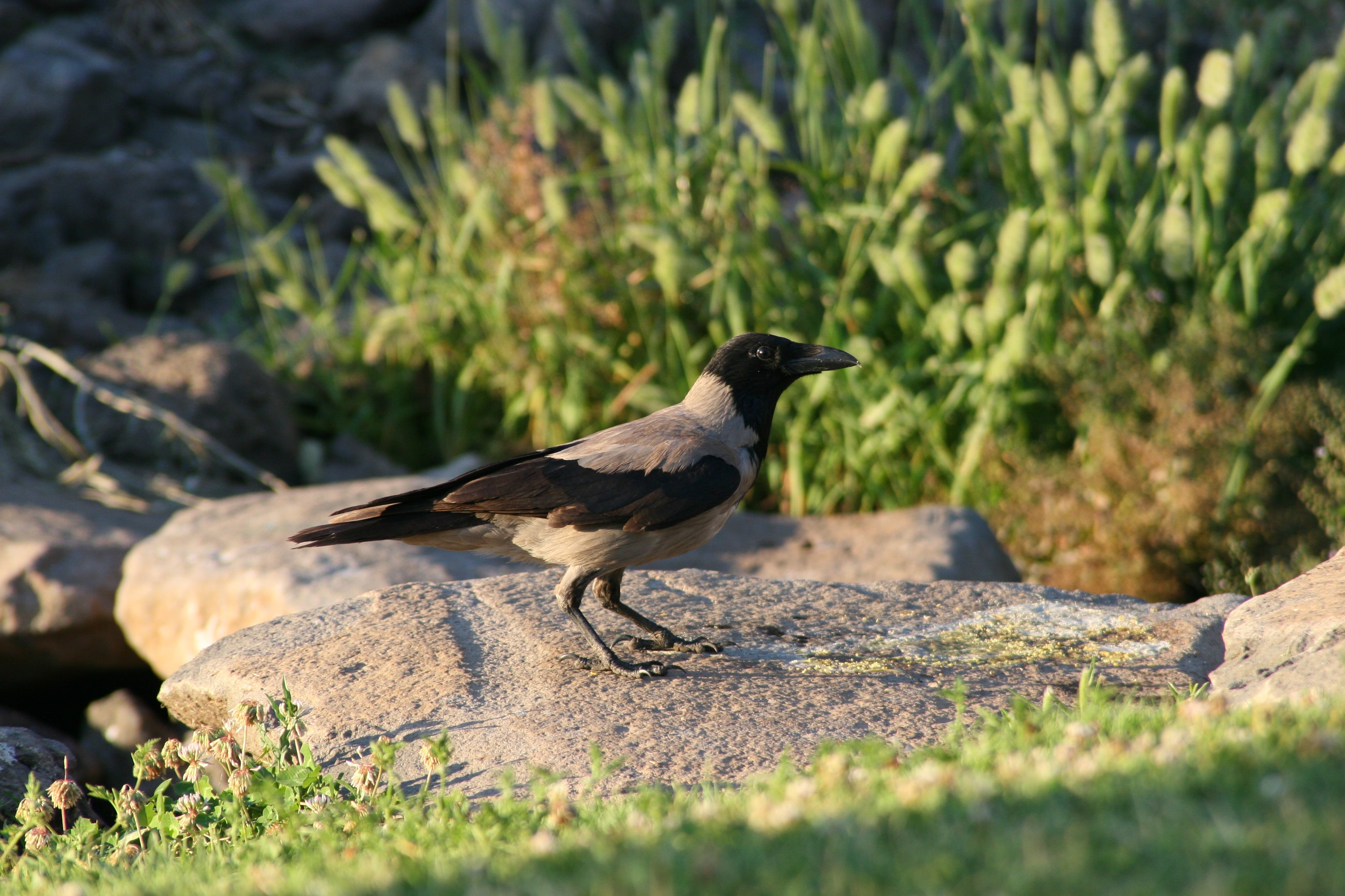 black and gray long beak bird