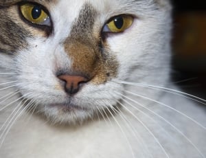 white and brown short coated cat thumbnail