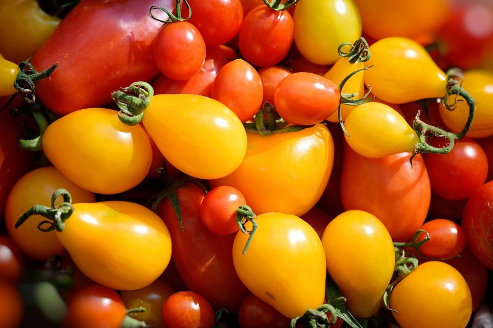 red and yellow tomato lot preview