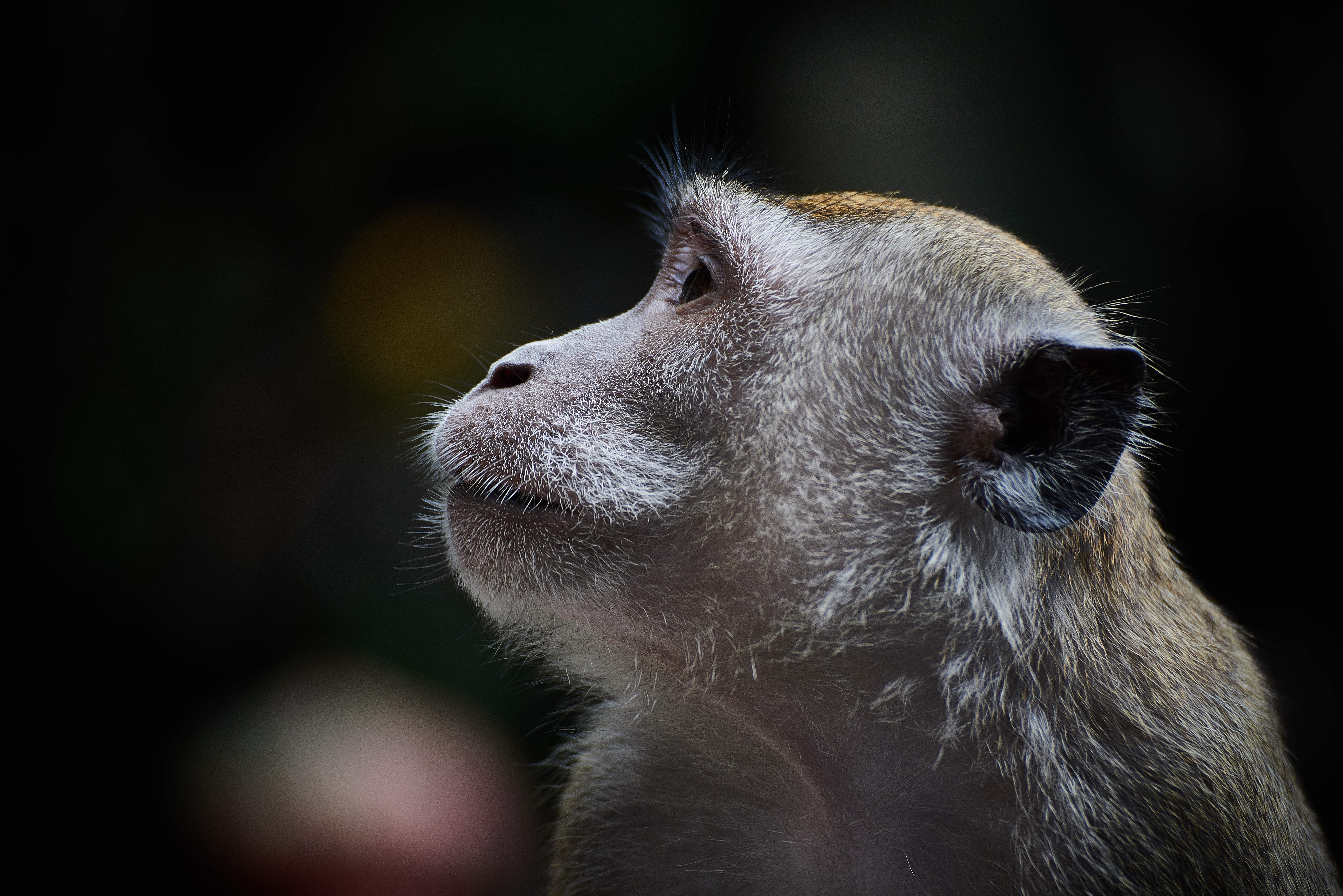macro shot of gray monkey