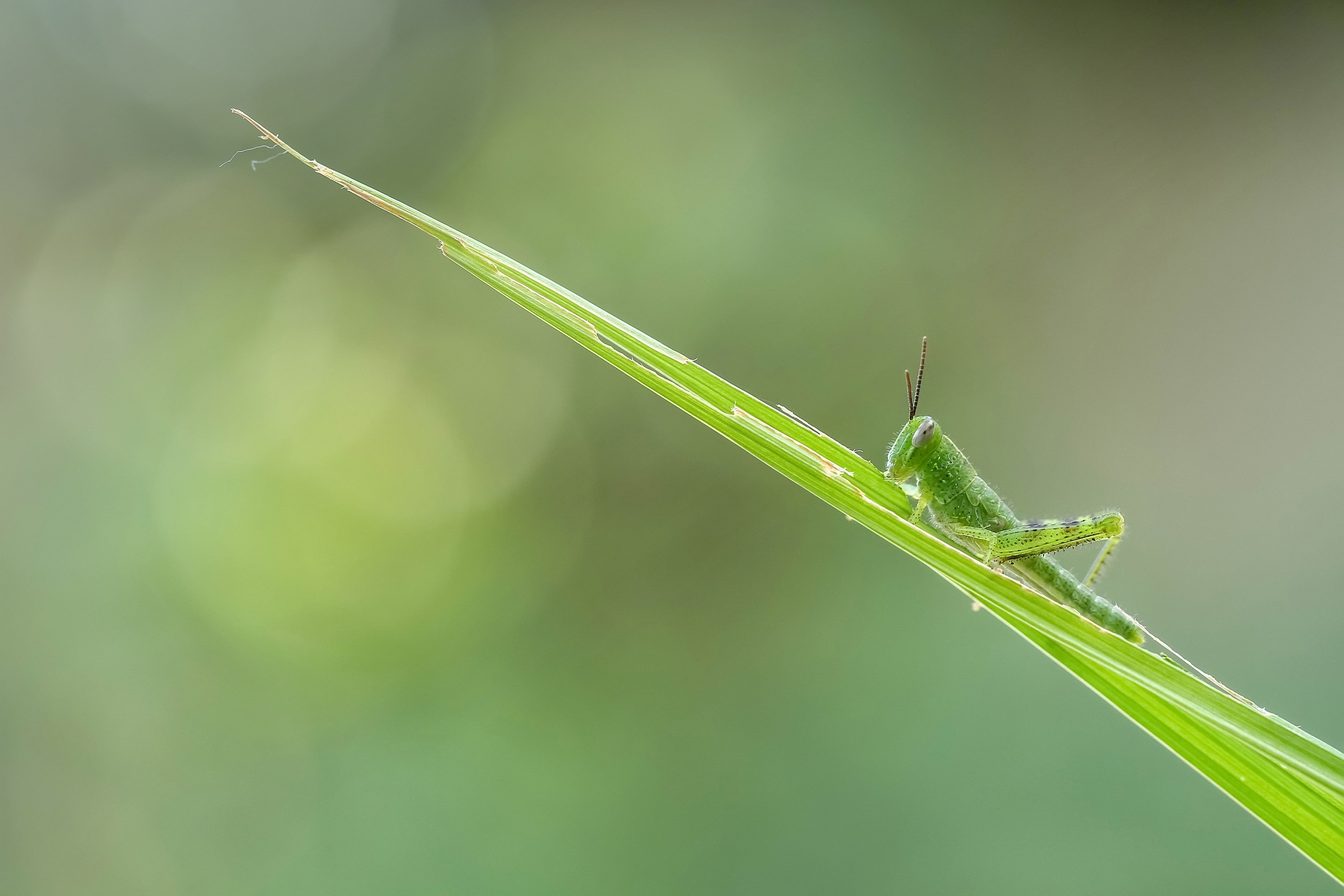 Nature, Grasshopper, Macro, Insect, one animal, animal themes