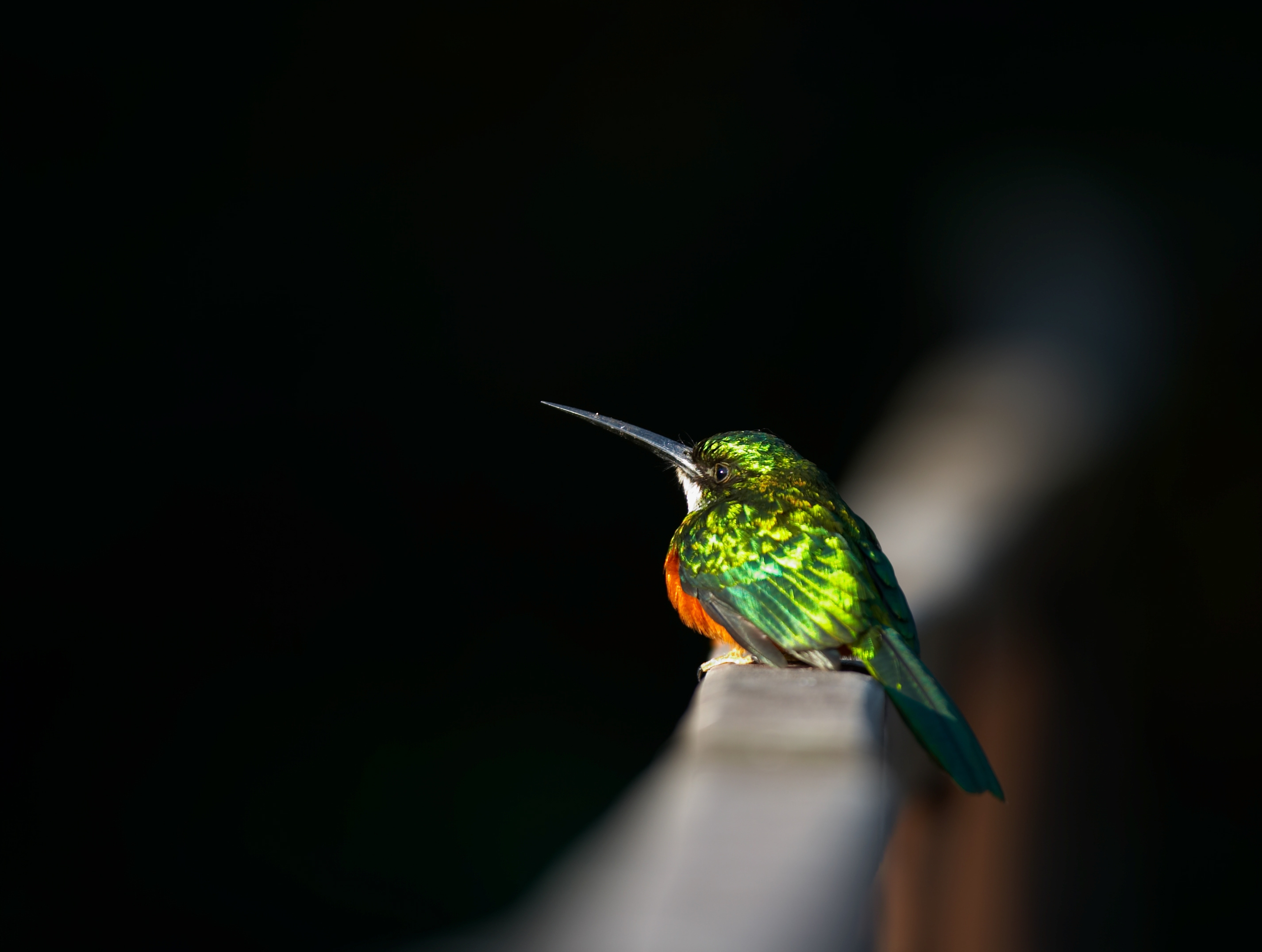 green and orange hummingbird