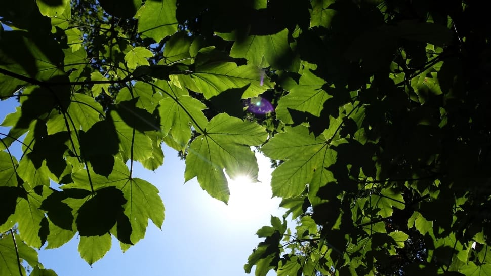 gree nleaf tree preview