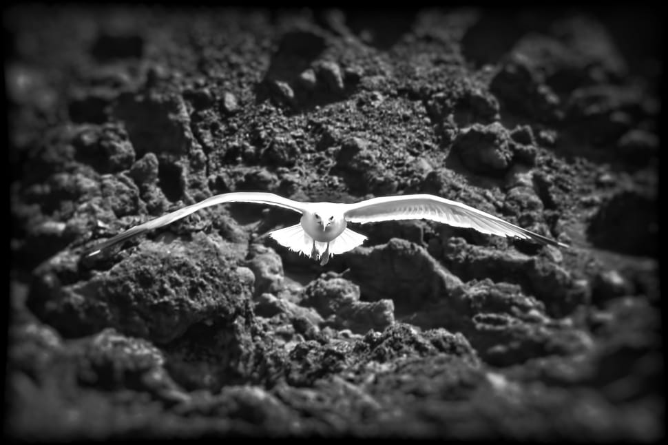 white bird on a black sand during daytime preview