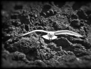 white bird on a black sand during daytime thumbnail