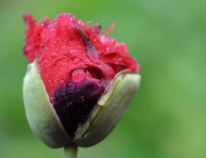 Flower, Wet, Water, Nature, Drop, Red, flower, nature thumbnail