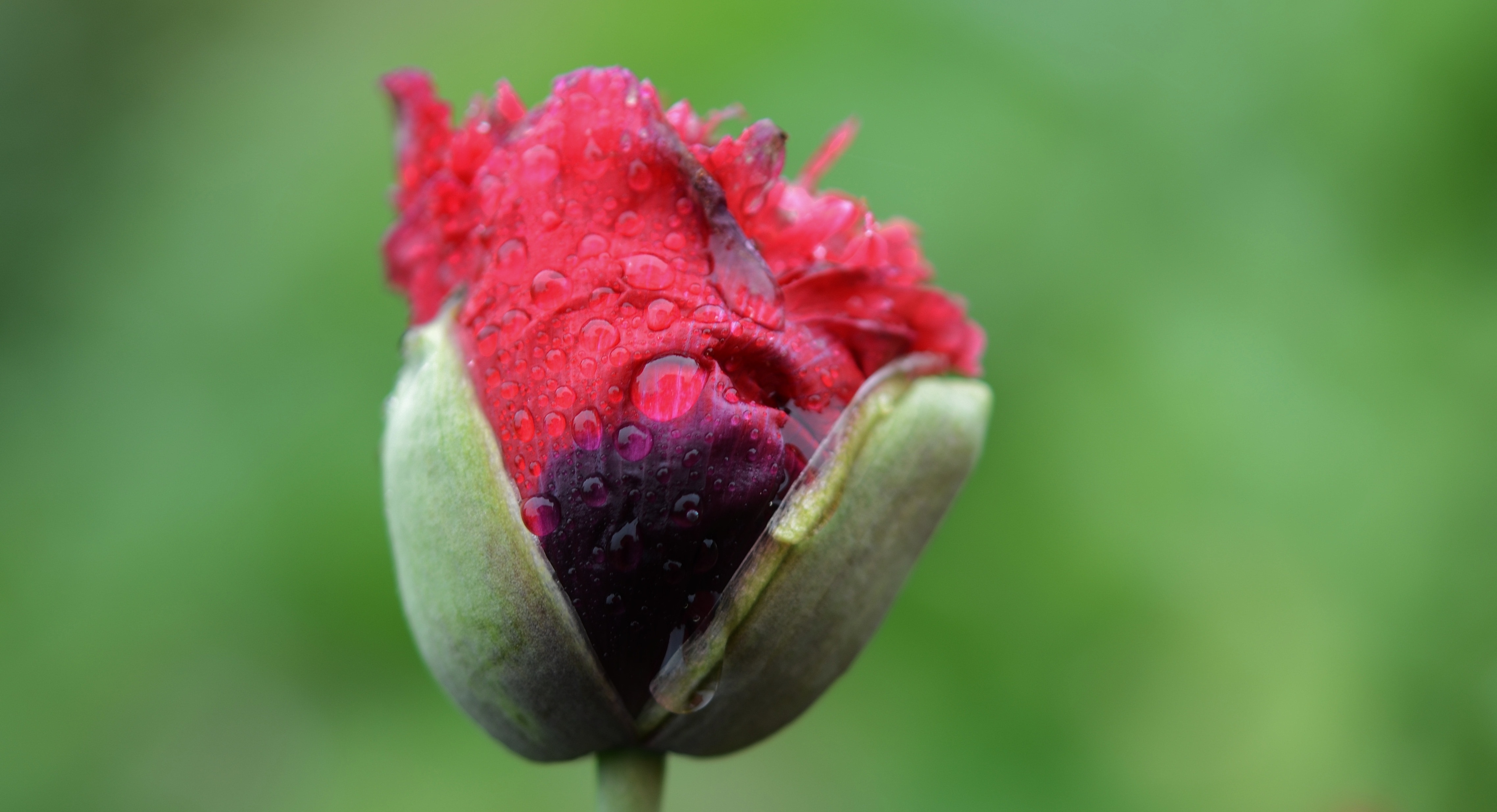 Flower, Wet, Water, Nature, Drop, Red, flower, nature