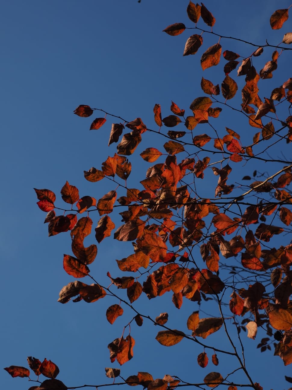 brown leaves attached in trees preview