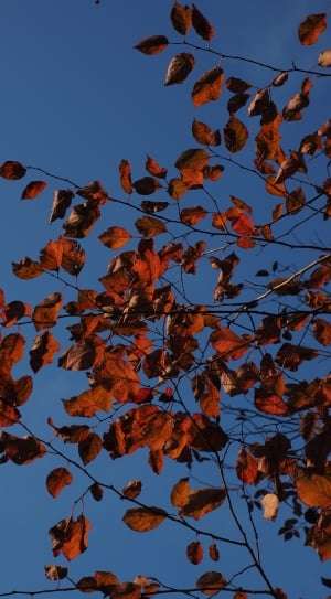 brown leaves attached in trees thumbnail