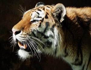 white and brown tiger thumbnail