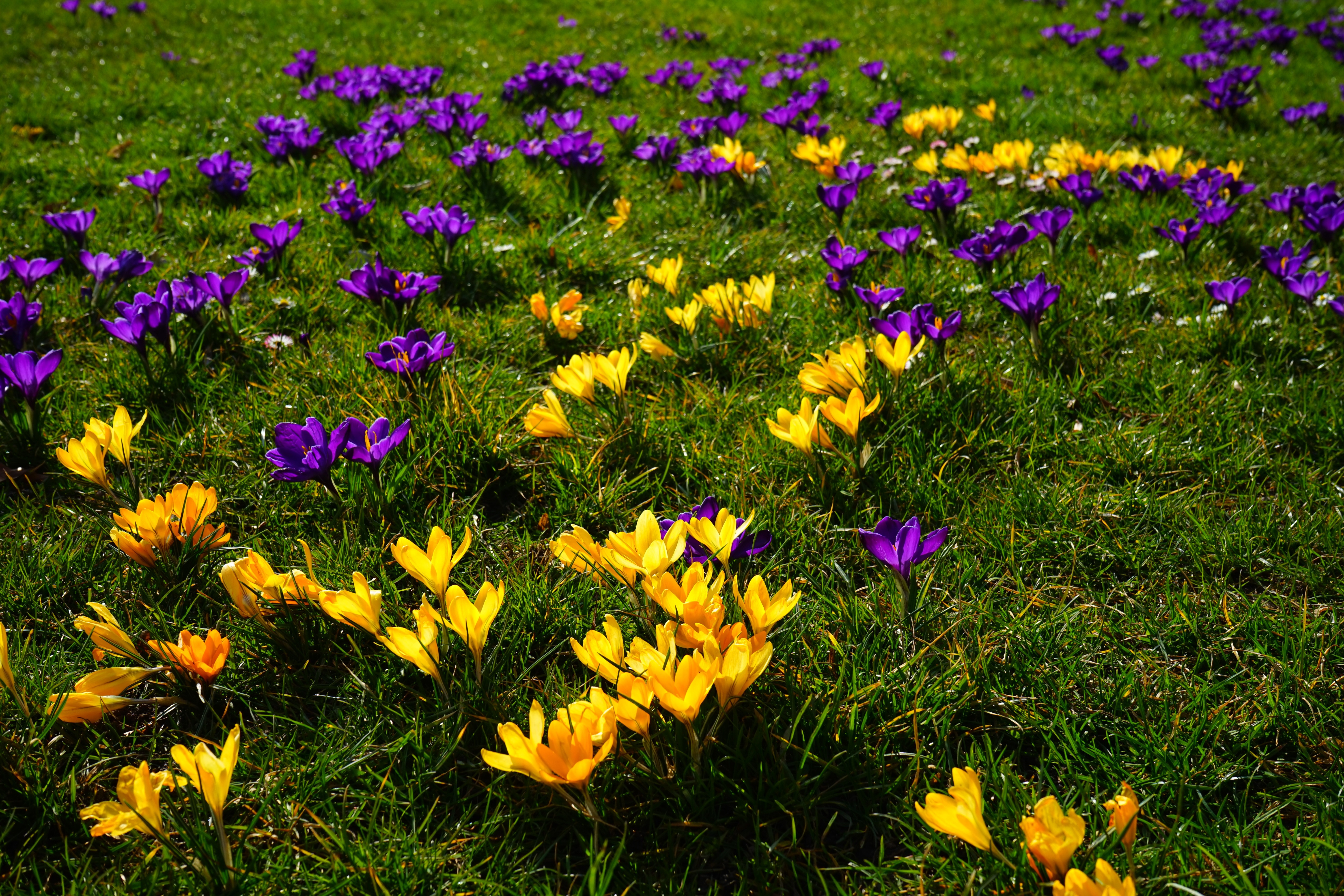 Трава красиво пестрела распустившимися недавно цветами. Крокус Шафран цветок. Крокус Шафран весенний. Крокус весенний желтый. Шафран Крокус желтый Крым.