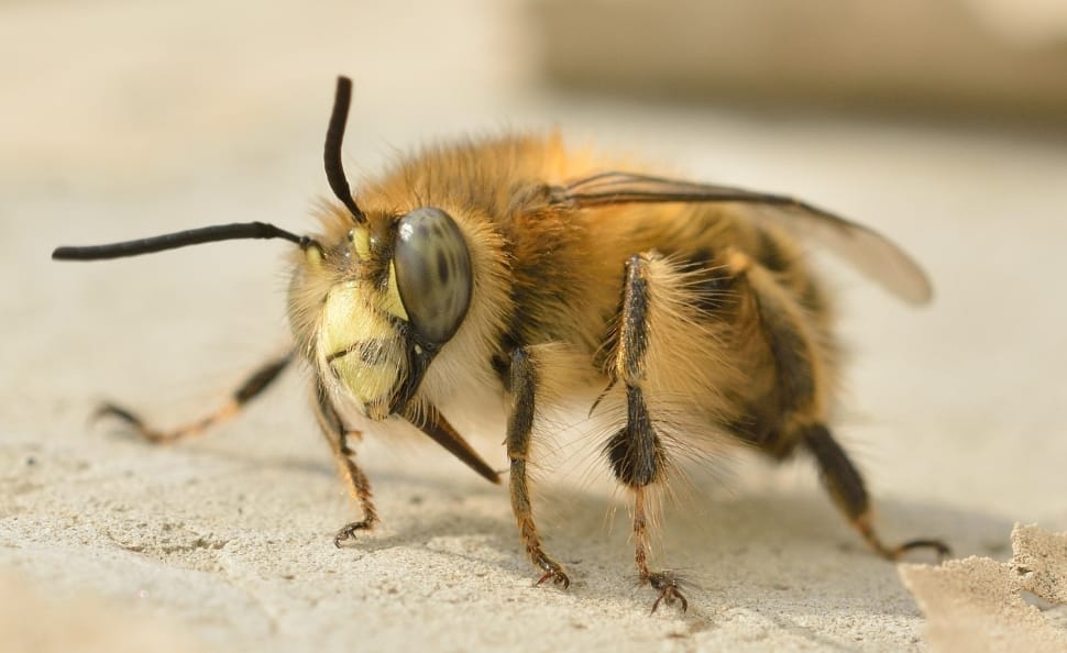 macro photography of honeybee preview