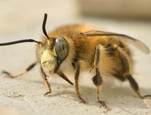 macro photography of honeybee thumbnail