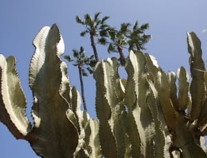 Palm Trees, Cactus, Old Town Market, growth, plant thumbnail