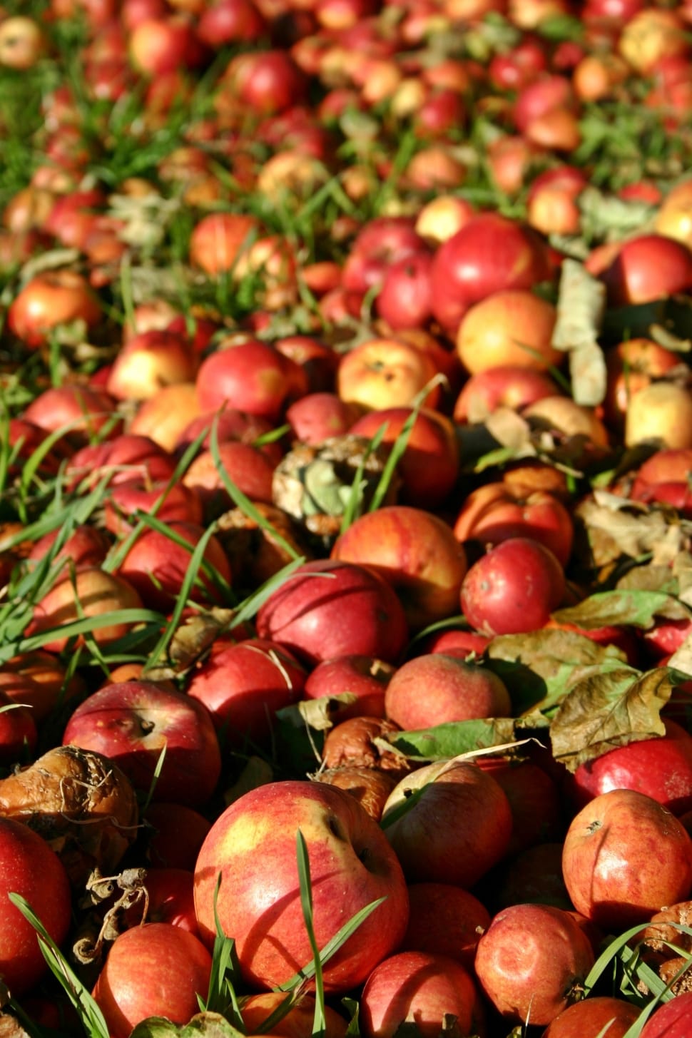 Red, Apple, Fruit, Autumn, Windfall, food and drink, healthy eating preview