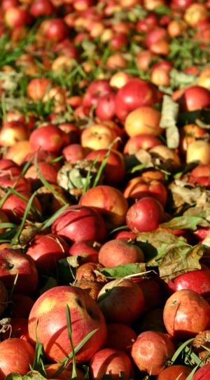 Red, Apple, Fruit, Autumn, Windfall, food and drink, healthy eating thumbnail