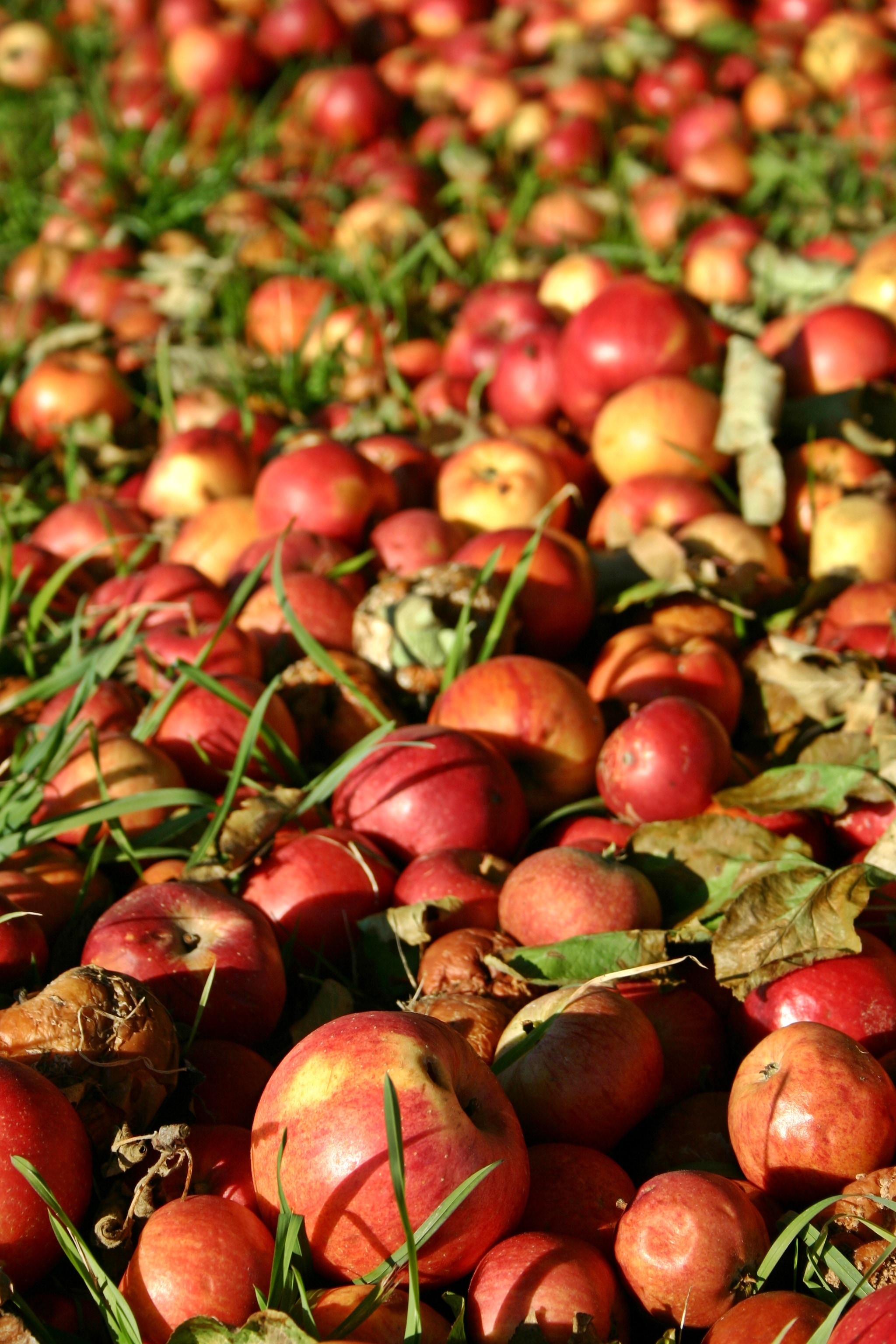 Red, Apple, Fruit, Autumn, Windfall, food and drink, healthy eating