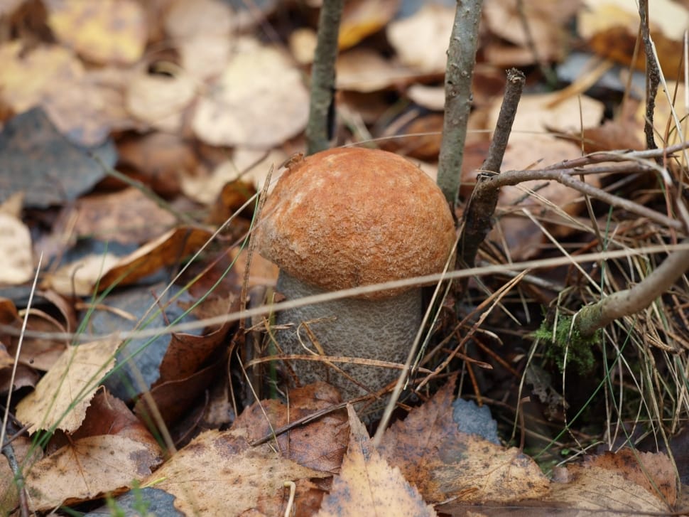 brown and gray mushroom surrounded by brown and black leafs preview