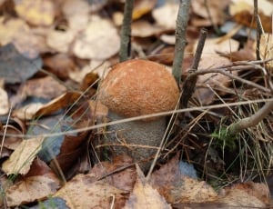 brown and gray mushroom surrounded by brown and black leafs thumbnail