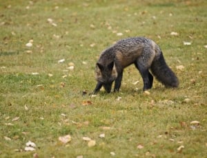 black and brown fox on green grass thumbnail