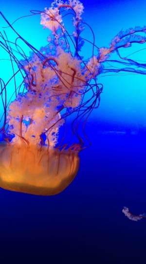 Marine, Ocean, Underwater, Jellyfish, underwater, sea life thumbnail