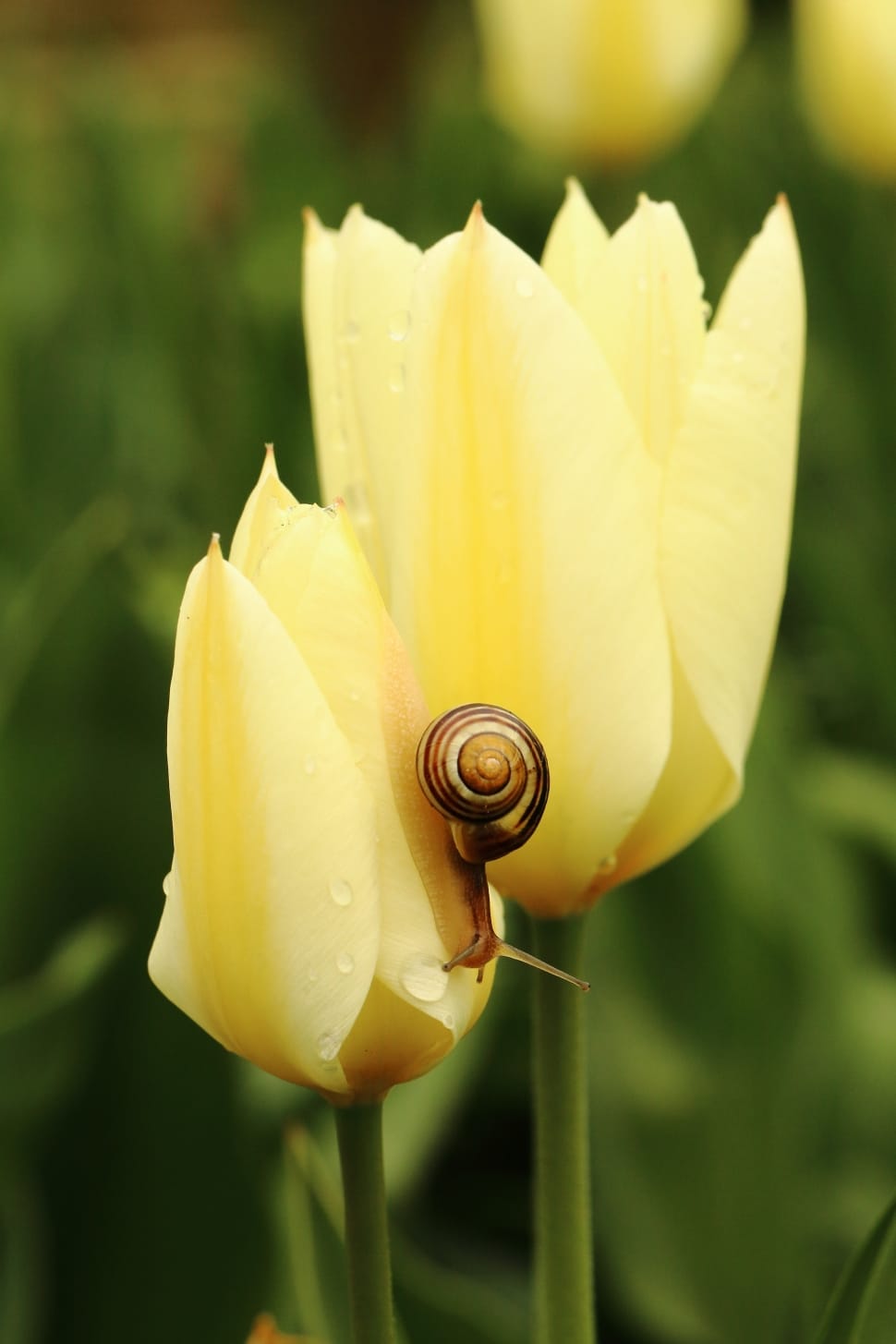 yellow flower with brown and white snail preview