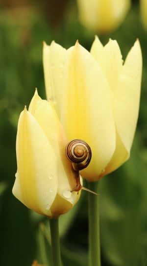 yellow flower with brown and white snail thumbnail