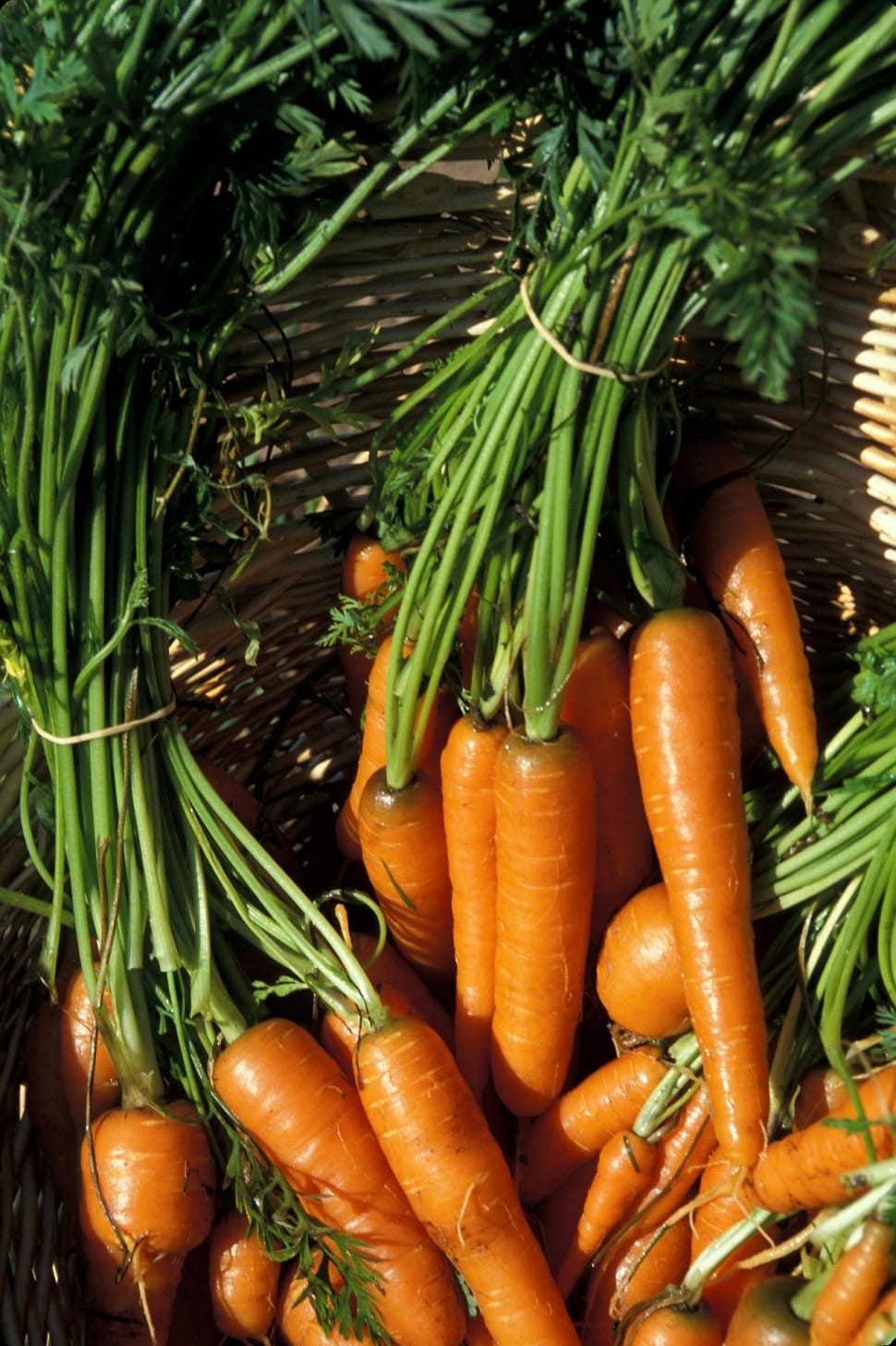 Food, Farmer, Harvest, Carrots, Fresh, vegetable, carrot preview