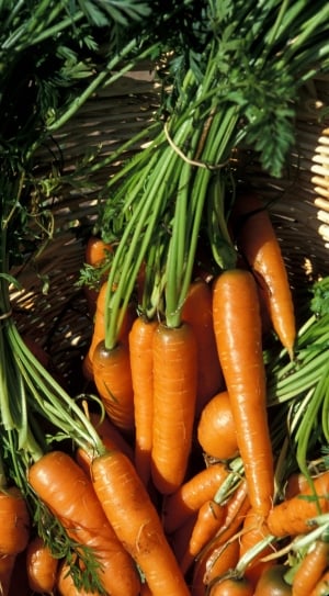 Food, Farmer, Harvest, Carrots, Fresh, vegetable, carrot thumbnail