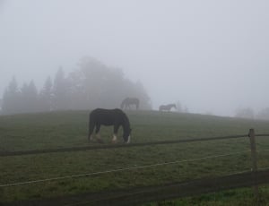 3 black horse on green grass covered field thumbnail