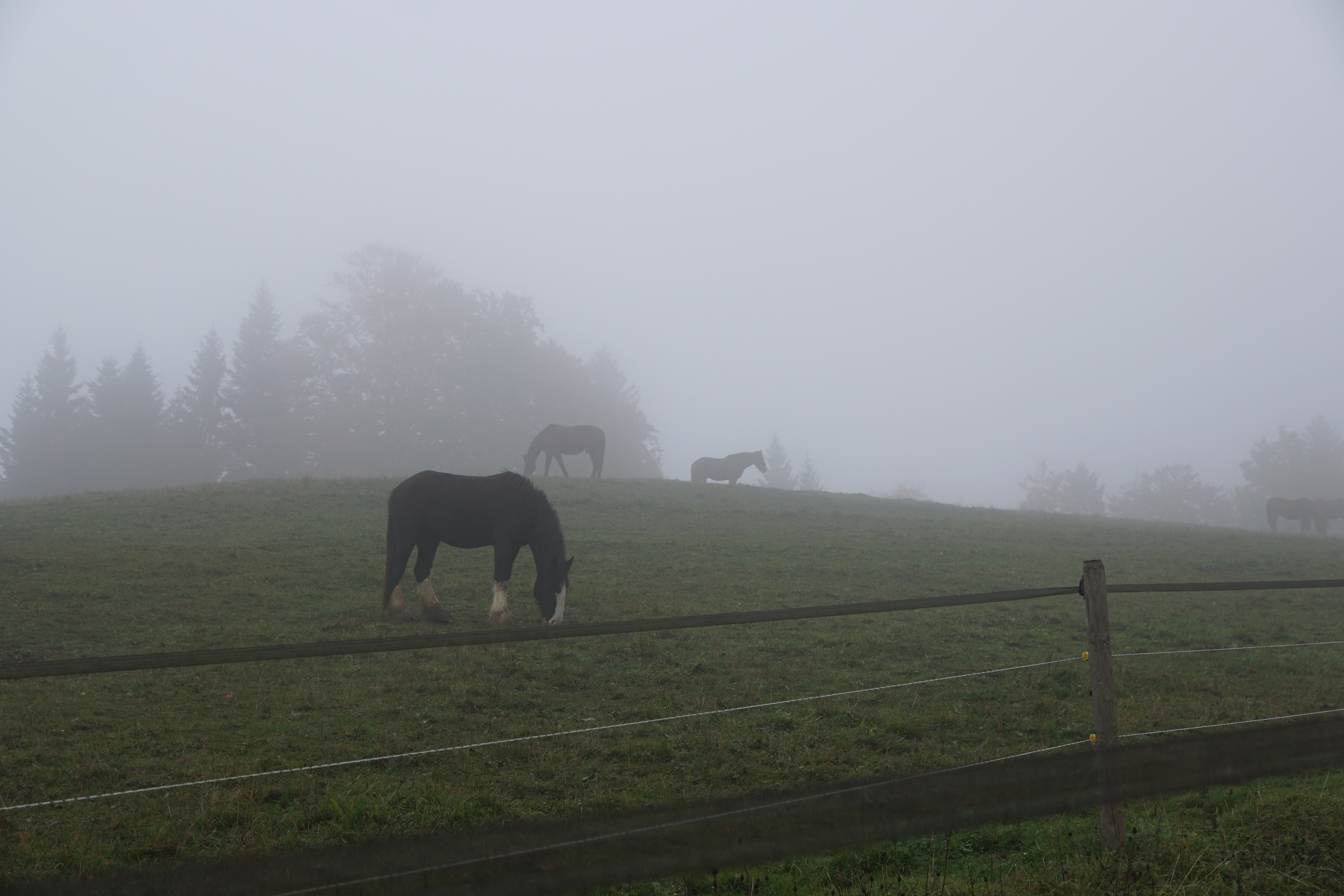 3 black horse on green grass covered field