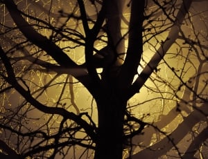 silhouette image of tree thumbnail