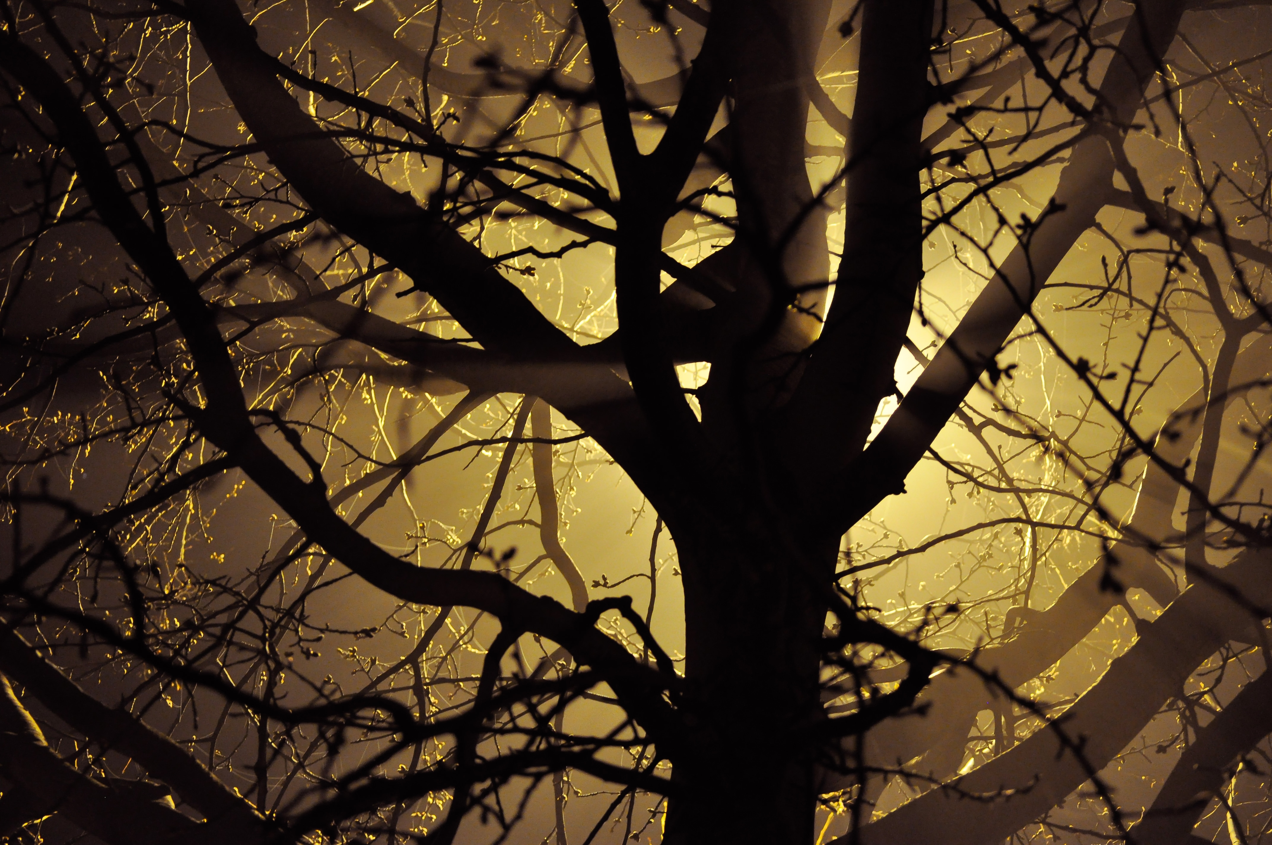 silhouette image of tree