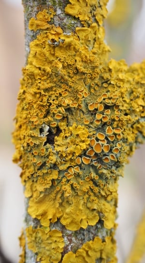 Tree, Ordinary Gelbflechte, Fouling, yellow, close-up thumbnail