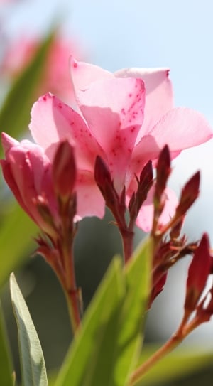 Bloom, Hell, Oleander, Blue, Blossom, pink color, flower thumbnail