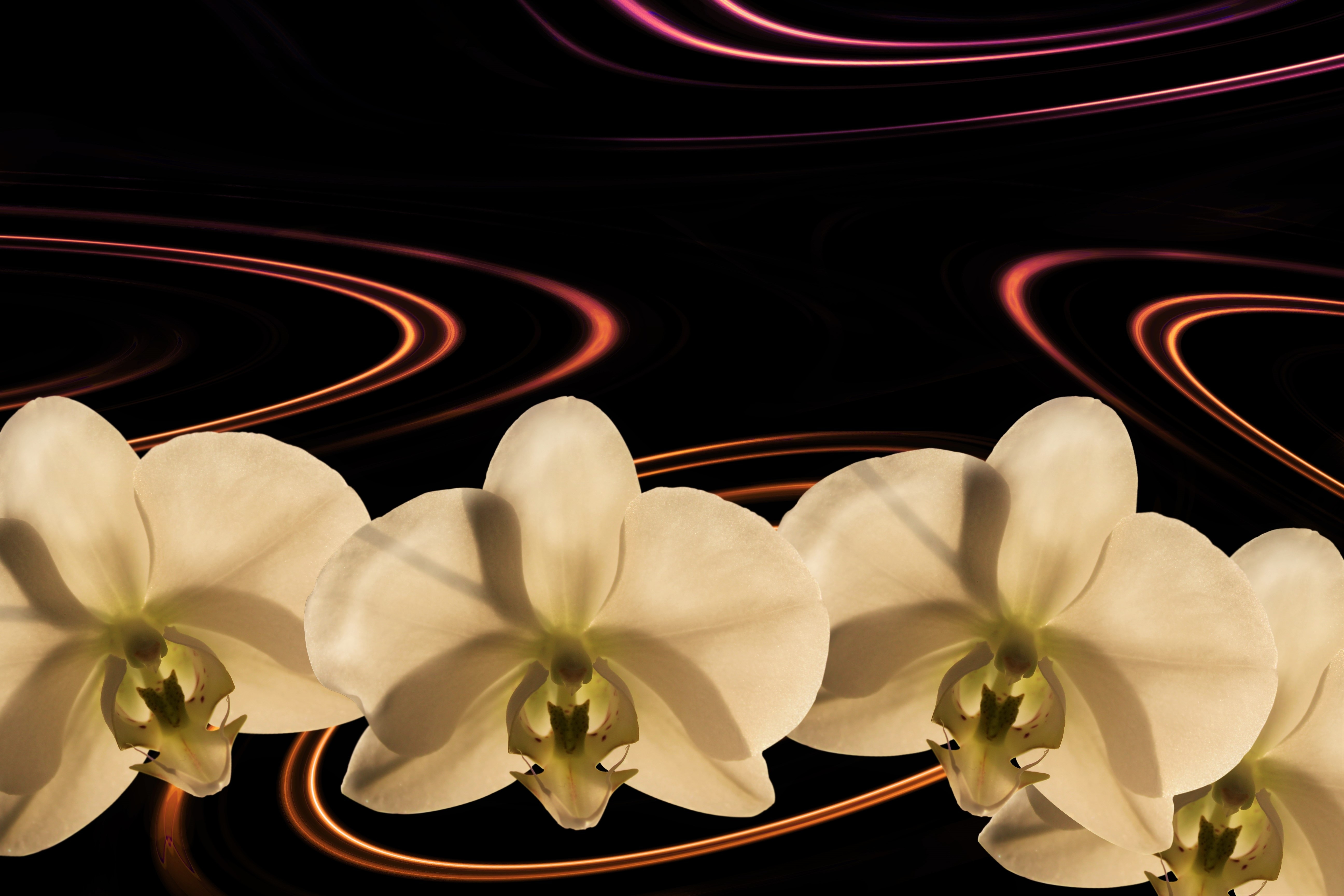 Ветка орхидеи на коричневом фоне