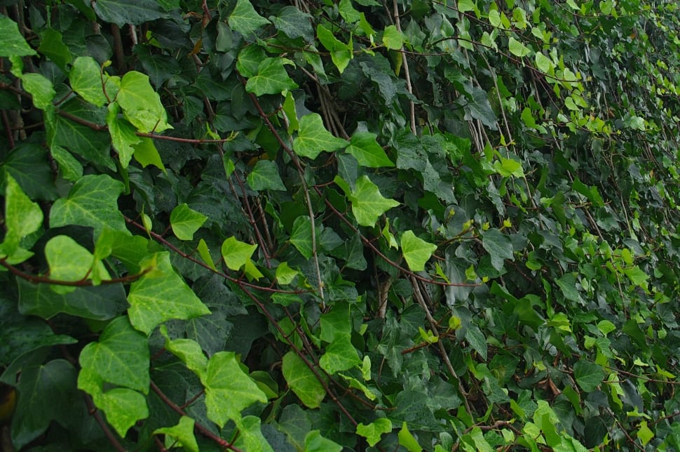 Nature, Plant, Ivy, Green Leaves, green color, leaf preview