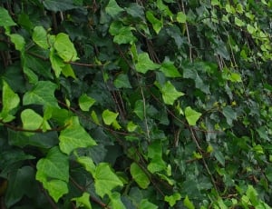 Nature, Plant, Ivy, Green Leaves, green color, leaf thumbnail