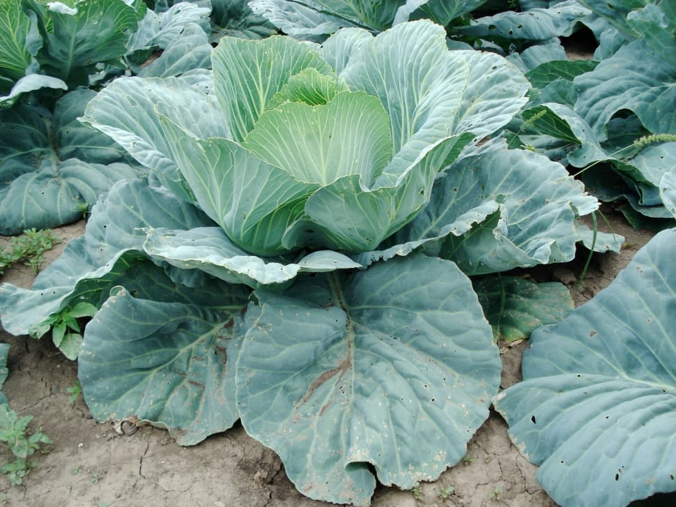 green cabbage preview