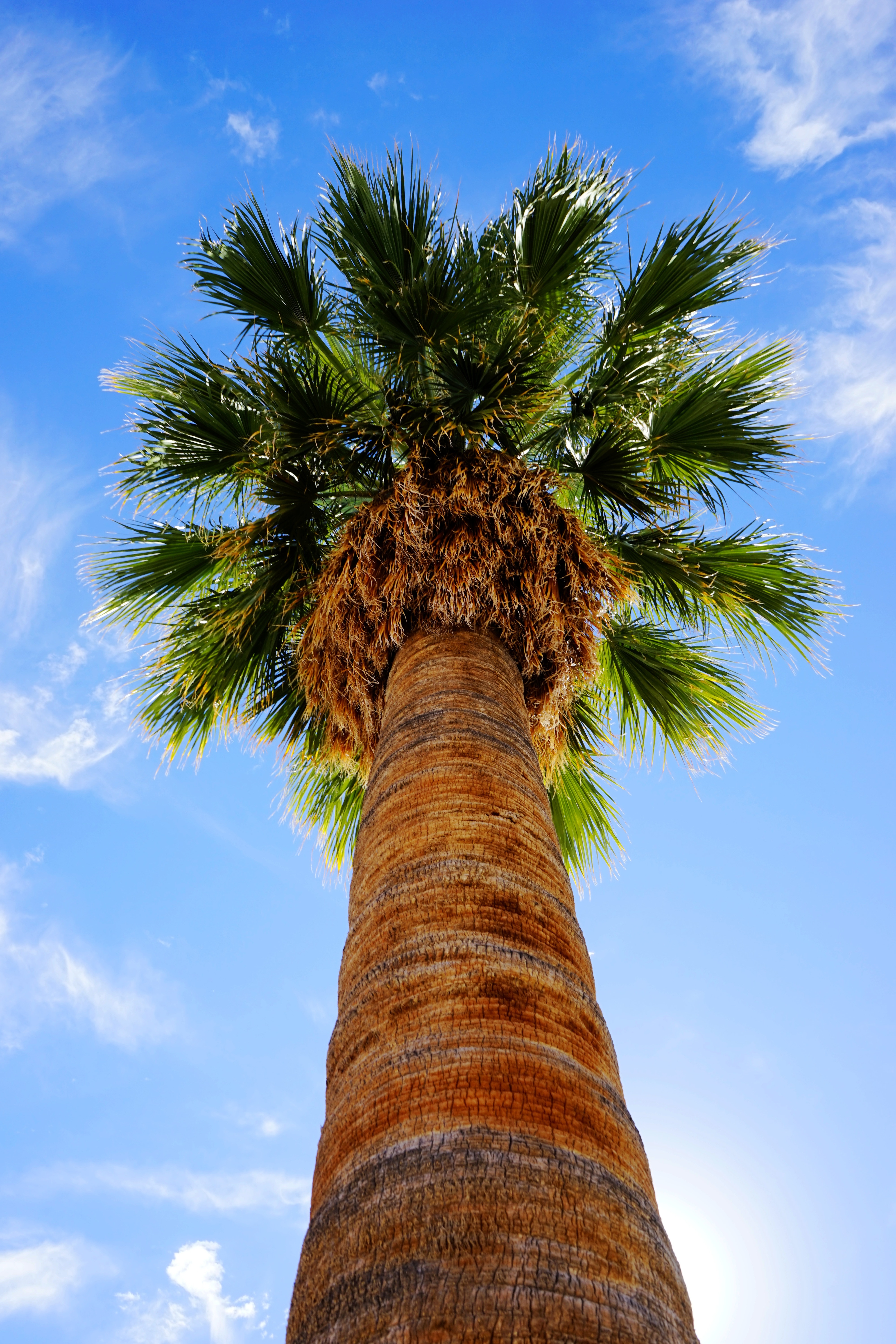 Summer, Palm Trees, Sky, Sunshine, palm tree, tree