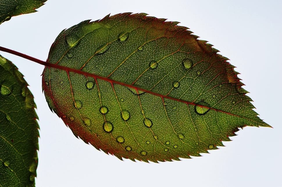 closeup photography of green leaf preview