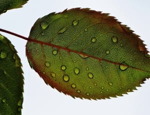 closeup photography of green leaf thumbnail
