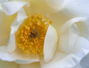 White, Yellow, Flower, Nature, food and drink, food thumbnail
