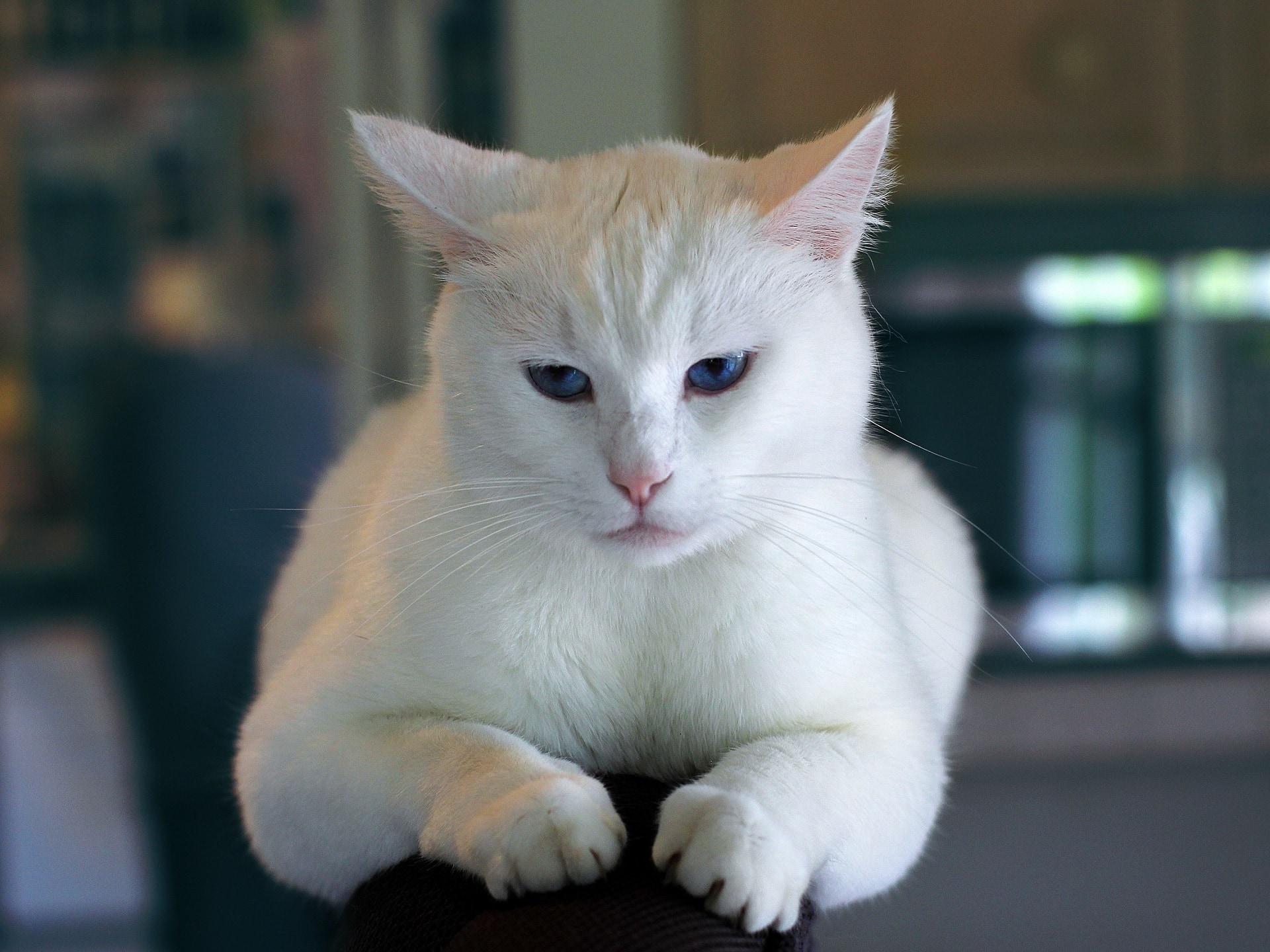 Portrait of white cat in kitchen