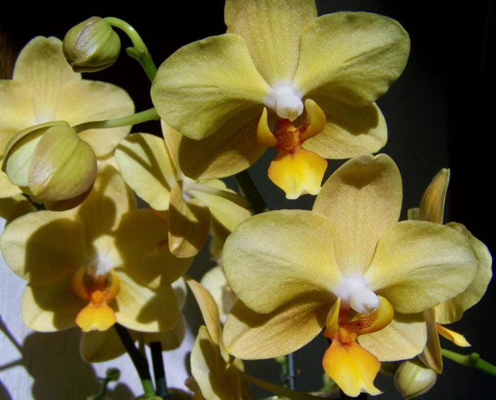 Orchid, Pale Yellow Flower, Room Plant, flower, petal preview
