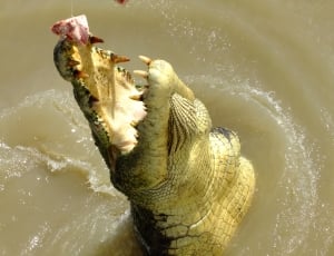 Crocodile, Salty, Mouth, Saltwater, one animal, danger thumbnail